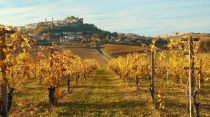 La vigna di Rosignano Monferrato